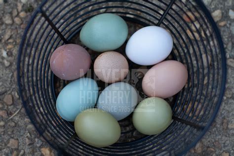 All About Egg Shell Color In Chickens Meyer Hatchery Blog