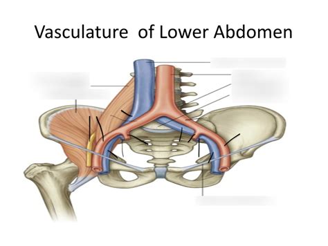 Vasculature Of Lower Abdomen Diagram Quizlet