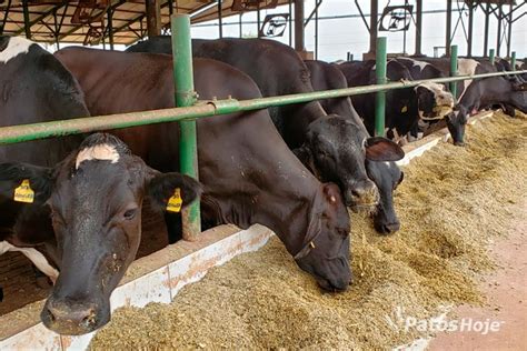 Produção de leite garante renda no campo e mantém Patos de Minas como