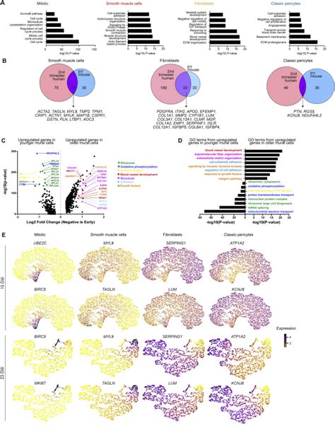 Ensembles Of Endothelial And Mural Cells Promote Angiogenesis In