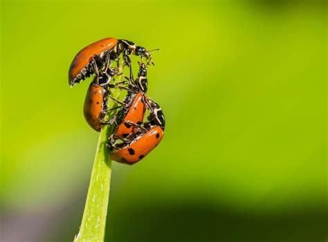 Premium Photo Two Ladybugs Are On A Blade Of Grass