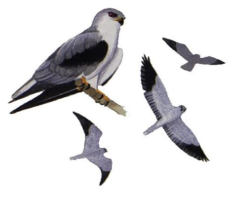 Black Shouldered Kite Elanus Caeruleus European Birds Online Guide