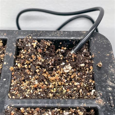 Do I Need a Heat Mat to Start Seeds? - growhappierplants.com