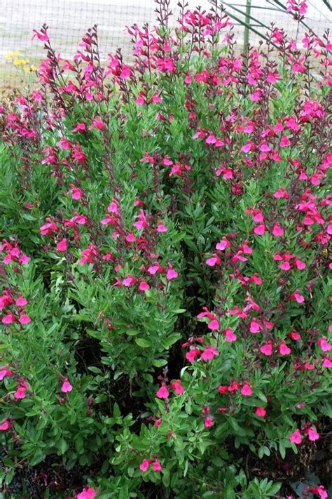 Pink Salvia Greggi Live 1 Gallon Plant Etsy