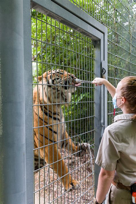 Zoo Keeper Feeding Animals