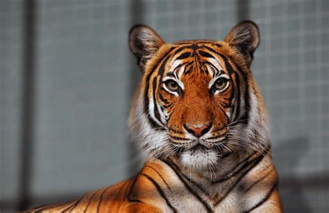 Tiger In A Cage 1 Berlin Zoo 2012 Flickr Photo Sharing