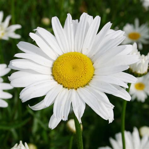 Shasta Daisy SeedsEGSC Perennial Low Maintenance Hardy Deer Resistant