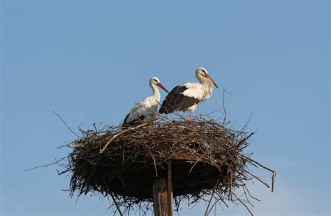 Гнездо аиста - фото и картинки: 51 штук