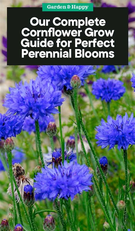 A Complete Guide on Growing Cornflower for Perfect Perennial Blooms ...