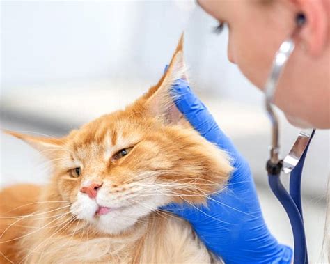 Ear Infections In Cats Ear Infections In Cats Cat Food Site