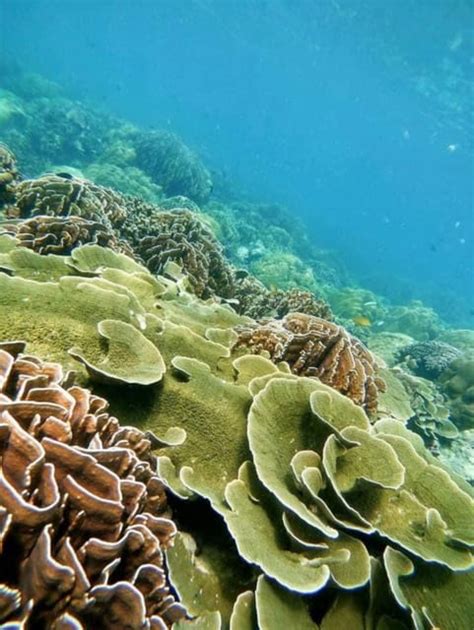 2 Best Snorkeling Experiences In Kedah PT