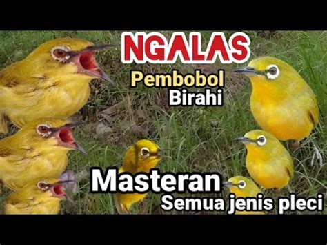 Pleci Gacor Suara Ngalas Nembak Ngebrem Pancingan Pleci Pembobol Birahi