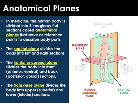 Medical And Directional Terminology For Anatomy Presentation Or Ppt