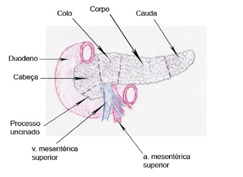 7 Divisão anatômica do pâncreas Download High Quality Scientific Diagram