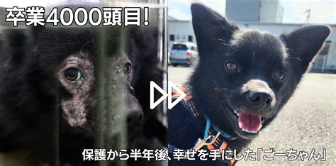 【4000頭を突破！】ピースワンコ・ジャパンの保護犬の譲渡・返還数～全国「殺処分ゼロ」を目指す～ 特定非営利活動法人（認定npo）ピース