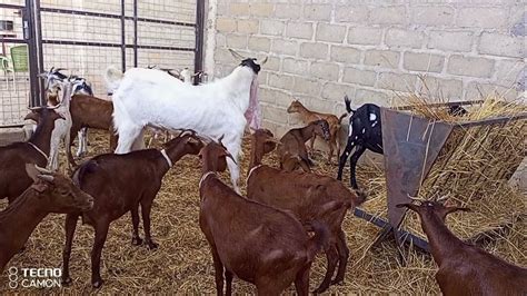 Elevage Moderne De Chevres Au Mali Une Ferme Pilote Au Sahel Youtube