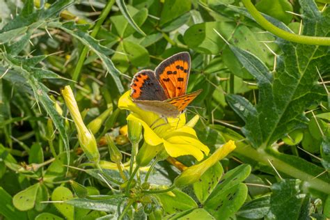 MG 4403 Lycaena phlaeas mariposa manto bicolor Gerardo García