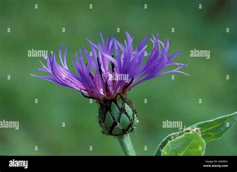 Centaurea Montana Alpi mountains Italy Stock Photo - Alamy