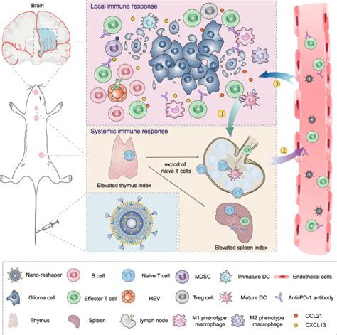 Reprogramming Systemic And Local Immune Function To Empower Immunotherapy Against Glioblastoma