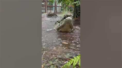 Dundee The Saltwater Crocodile Playing In The Rain‼️ Gatorland