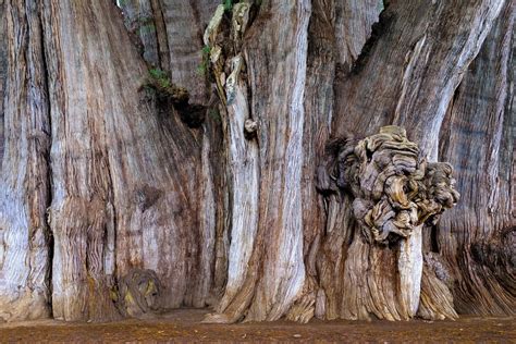 Visit Tule Tree In Santa Maria Del Tule Expedia