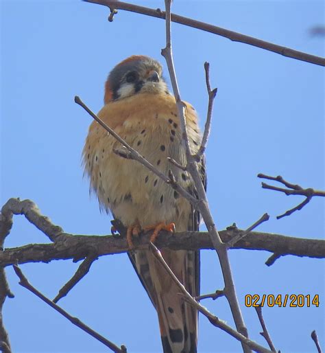 American Kestrel Mardona Marsh 0416 Pekabo Flickr