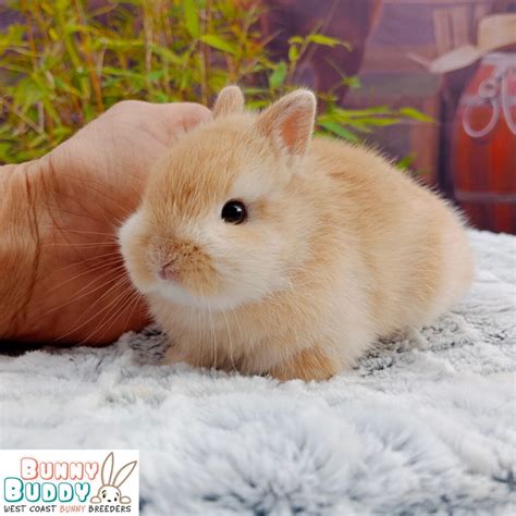 netherland dwarf bunny basic care  netherland dwarf rabbits