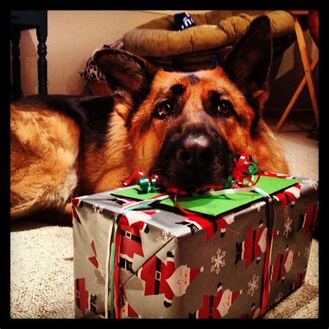 Present Pillow 🎁 German Shepherd Puppy Love German Shepherd Puppies