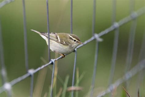 Autumn Leaf Warbler Photo Id Guide Birdguides