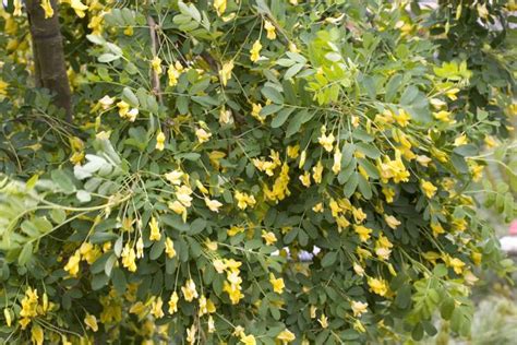 Caragana Arborescens Pendula H Ngender Erbsenstrauch Gelbe Bl Ten