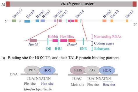 Hox Gene Expression Encyclopedia Mdpi