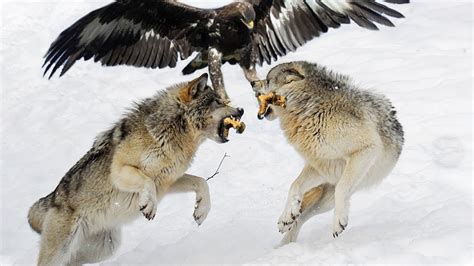 The Great Battle For Food Of Eagles And Fierce Wolves In The Harsh