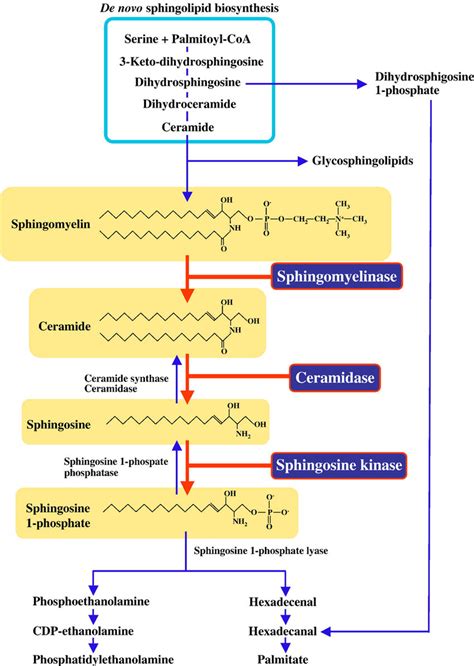 Pathways Of De Novo Sphingolipid Biosynthesis And Its Metabolism