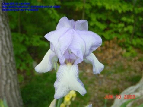 Plantfiles Pictures Tall Bearded Iris Florentine Iris By Carolann