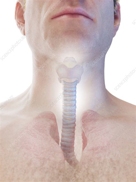 Trachea Illustration Stock Image F038 2942 Science Photo Library