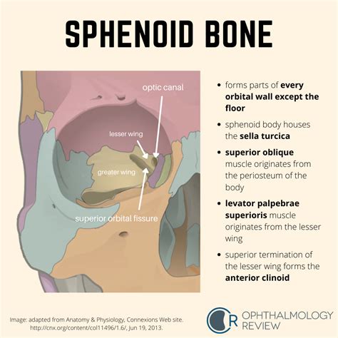 Sphenoid Bone Anatomy