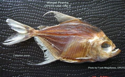 Genus Catoprion Mento The Wimpel Piranha