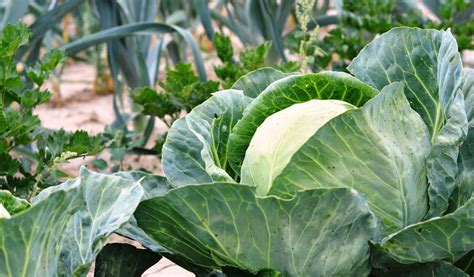 Potager Quel Engrais Choisir Et Quand L Utiliser Jardiland