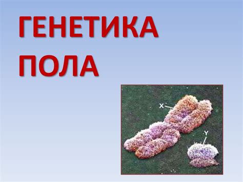 Генетика пола - online presentation