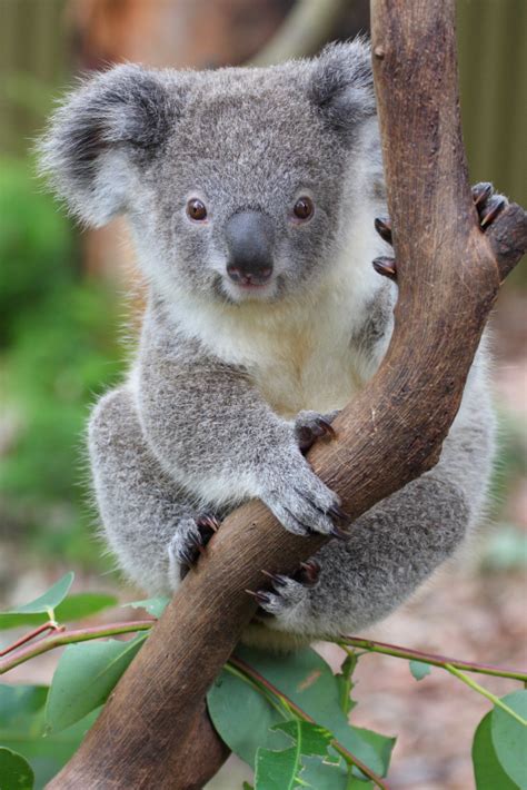 Koala Facts for Kids | Australian Animals | Marsupials