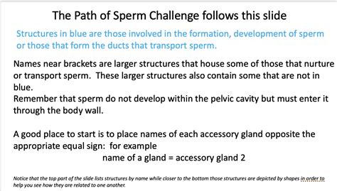 Solved The Path Of Sperm Challenge Follows This Slide Chegg