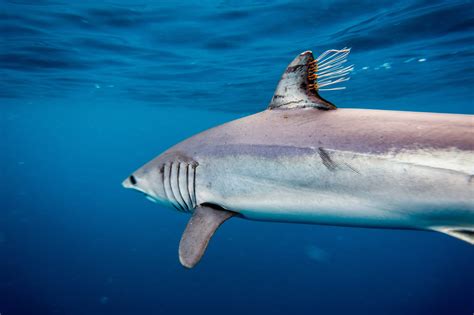 How Fast is a Mako Shark? - American Oceans