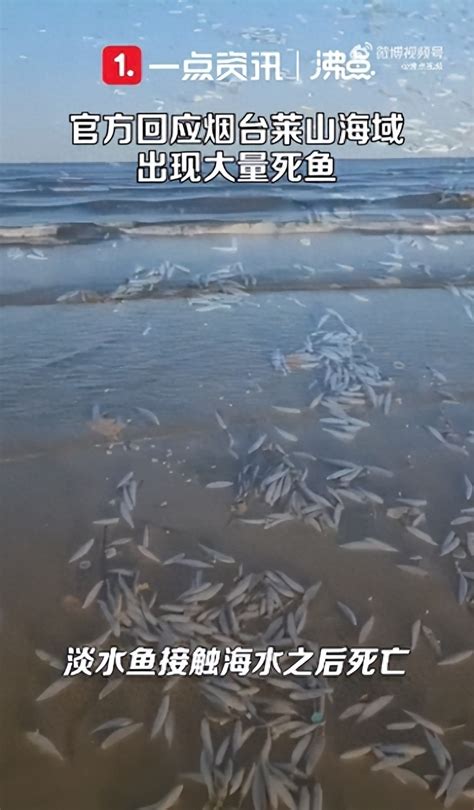 烟台莱山海域出现大量死鱼，密密麻麻布满海岸线，官方回应：暴雨把淡水鱼冲到海里死亡，会和相应部门去清理腾讯新闻