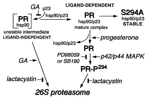 Phosphorylation Of Human Progesterone Receptors At Serine 294 By Mitogen Activated Protein