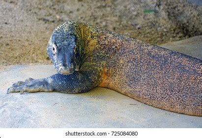 Komodo Dragon Lizard Stock Photo 725084080 | Shutterstock