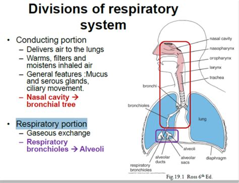 Respiratory System Flashcards Quizlet