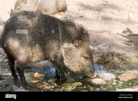 javelina piglet drinking Stock Photo - Alamy