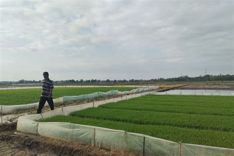 Pemprov Lampung Minta Daerah Antisipasi Gangguan Tanam Di Musim Hujan