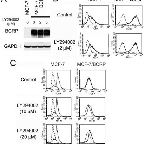 Summary Of Inhibitory Effects Of Ly294002 On The Pi3kakt Signaling