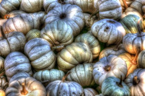 Small White Pumpkins Free Stock Photo Public Domain Pictures